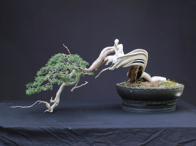 Sabina Juniper bonsai